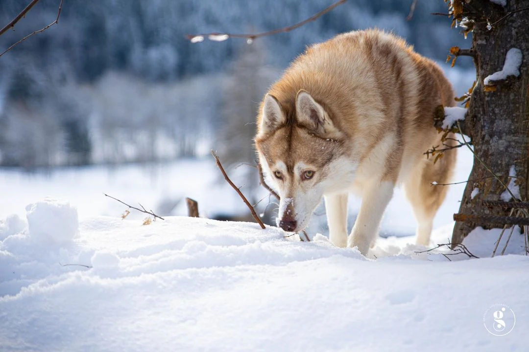 Photo animal de compagnie - Husky